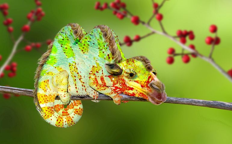 hybrid kamel chamaeleon camel chameleon