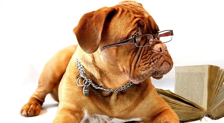 optik inspektor fertiglesebrille nahbrille reading glasses dog hung