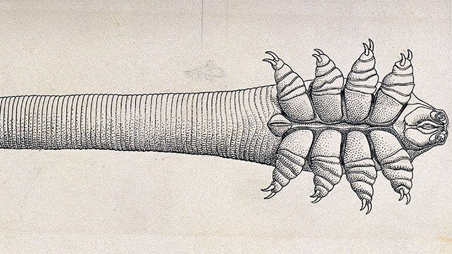 Haarbalg Milbe Demodex Mite 