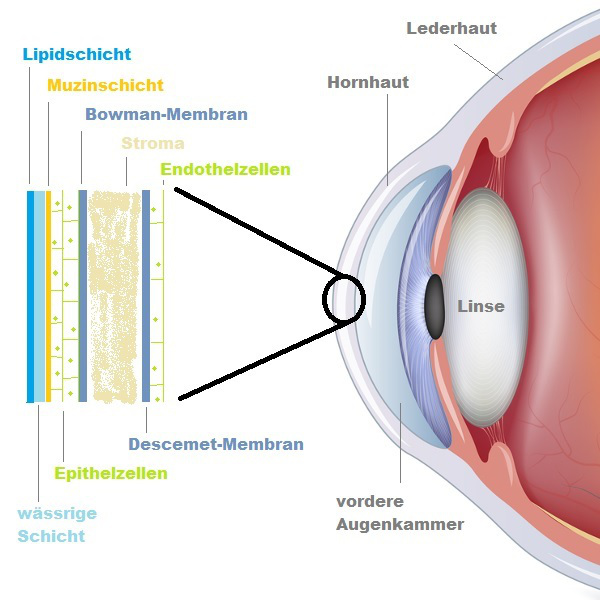 Hornhaut der optik inspektor